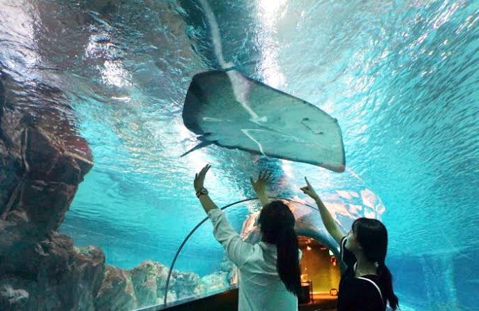 Coex aquarium. Bermain dg ikan pari