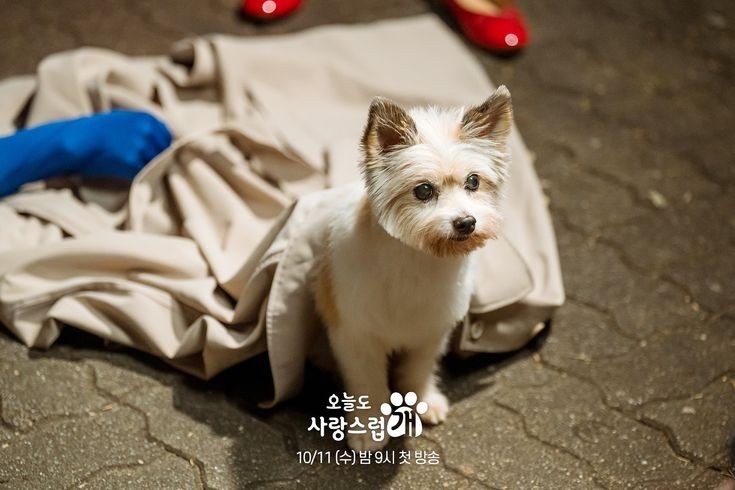 a-good-day-to-be-a-dog
